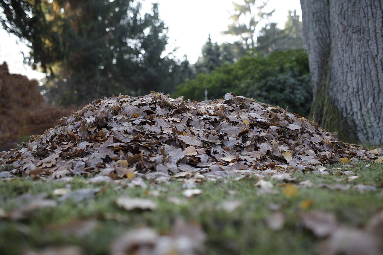 Tas de feuilles mortes de chêne au pied d'un arbre, au fond d'un jardin, en novembre