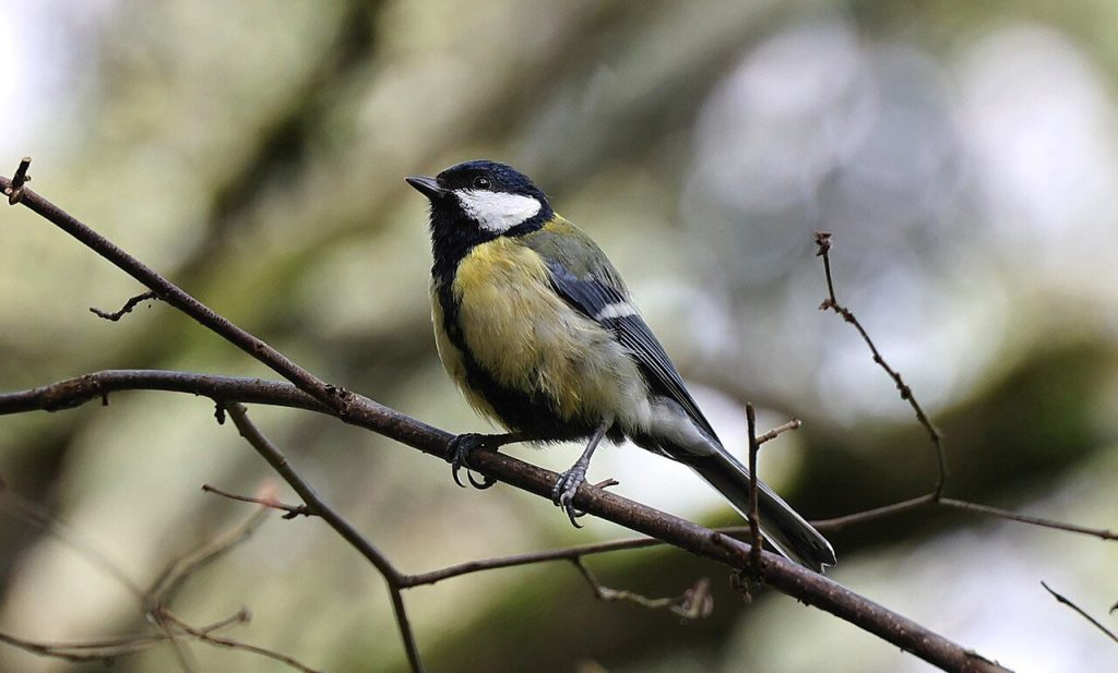 Mésange charbonnière posée sur une branche nue, tête noire, joue blanche et ventre jaune, en Indre-et-Loire