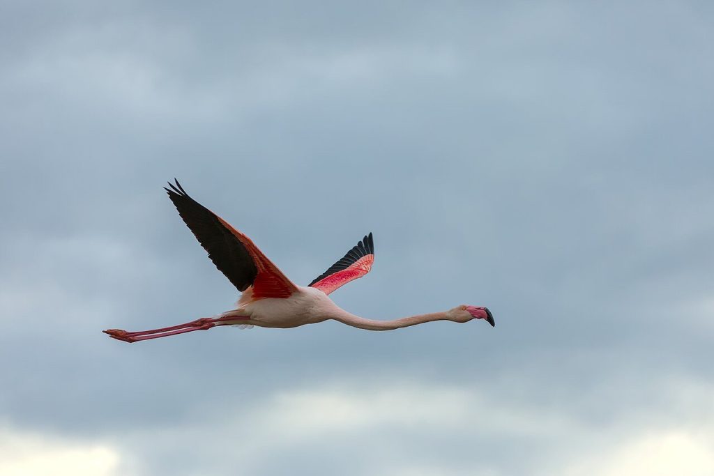 Observer les oiseaux en hiver : les meilleurs sites de France