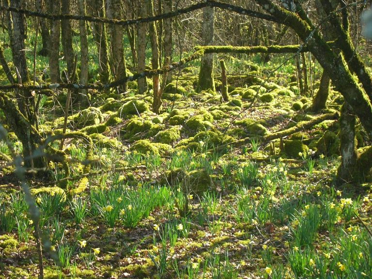 Parc national de forêts (Champagne et Bourgogne) : que voir, où randonner, quelles règles