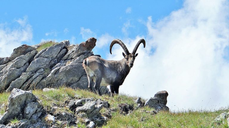Parc national de la Vanoise : que voir, randonnées et faune