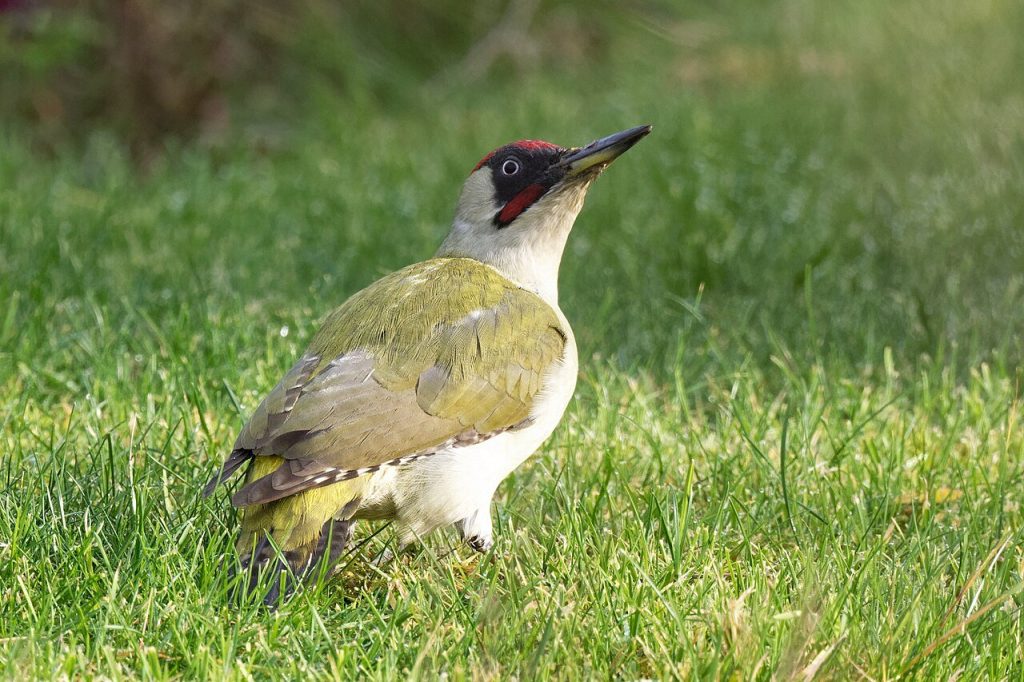 Pic vert mâle cherchant sa nourriture dans l'herbe rase du Jardin des plantes de Paris